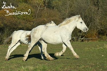 Klisna Quec Tes Belle