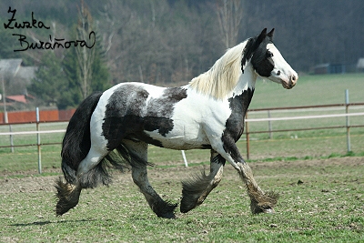 Irský cob (tinker) Lennox P duben 2008