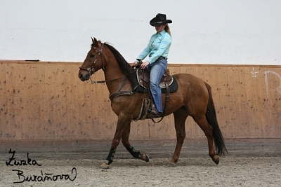 Výstava koní Praha duben 2008 (1. část)