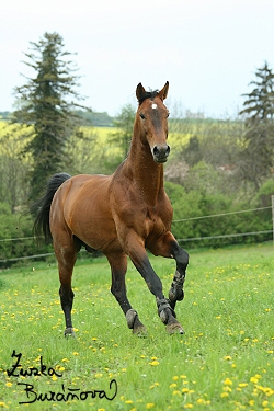 Hebec Prinz Claire