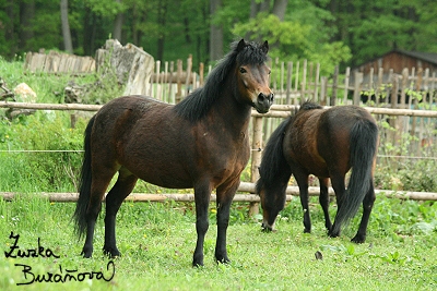 Poníci ze ZOO Brno květen 2008