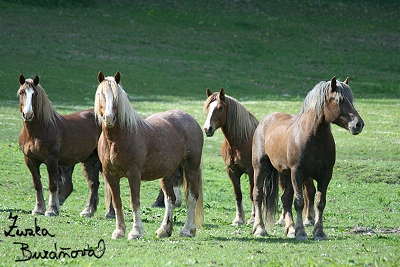 Chov Dvorka květen 2008