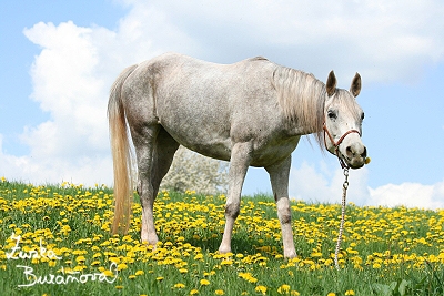 Arabští plnokrevníci Lara a Shiva květen 2008