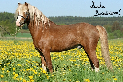 Hřebčín Marah květen 2008