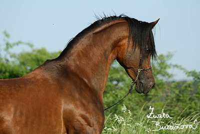 Al Qurquf Arabians květen 2008 (první den)