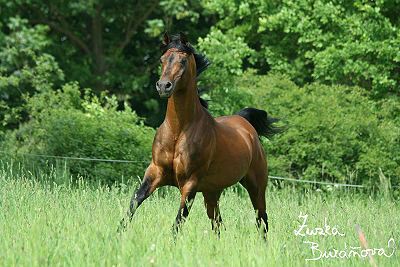 Al Qurquf Arabians květen 2008 (druhý den)