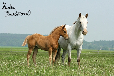 Ranč u Soudného potoka květen 2008