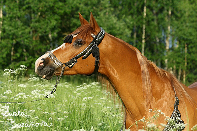 Kraslice červen 2008 (první den)