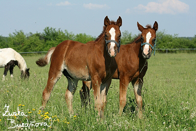 PB RANCH červen 2008