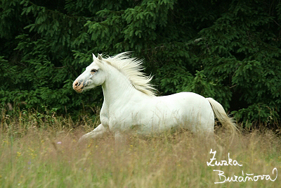 Jízdárna Srní červenec 2008