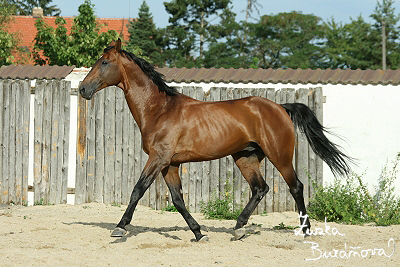 Jíloviště srpen 2008