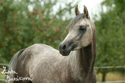 Gestüt-Indirah září 2008