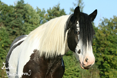 Irský cob (tinker) Lennox P září 2008