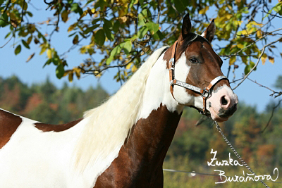 Ranč Mustang Veselíčko říjen 2008 (hřebci)