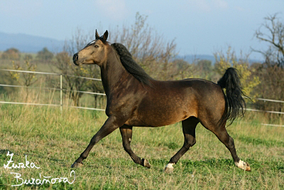 Ranč Mustang Veselíčko říjen 2008 (ostatní)